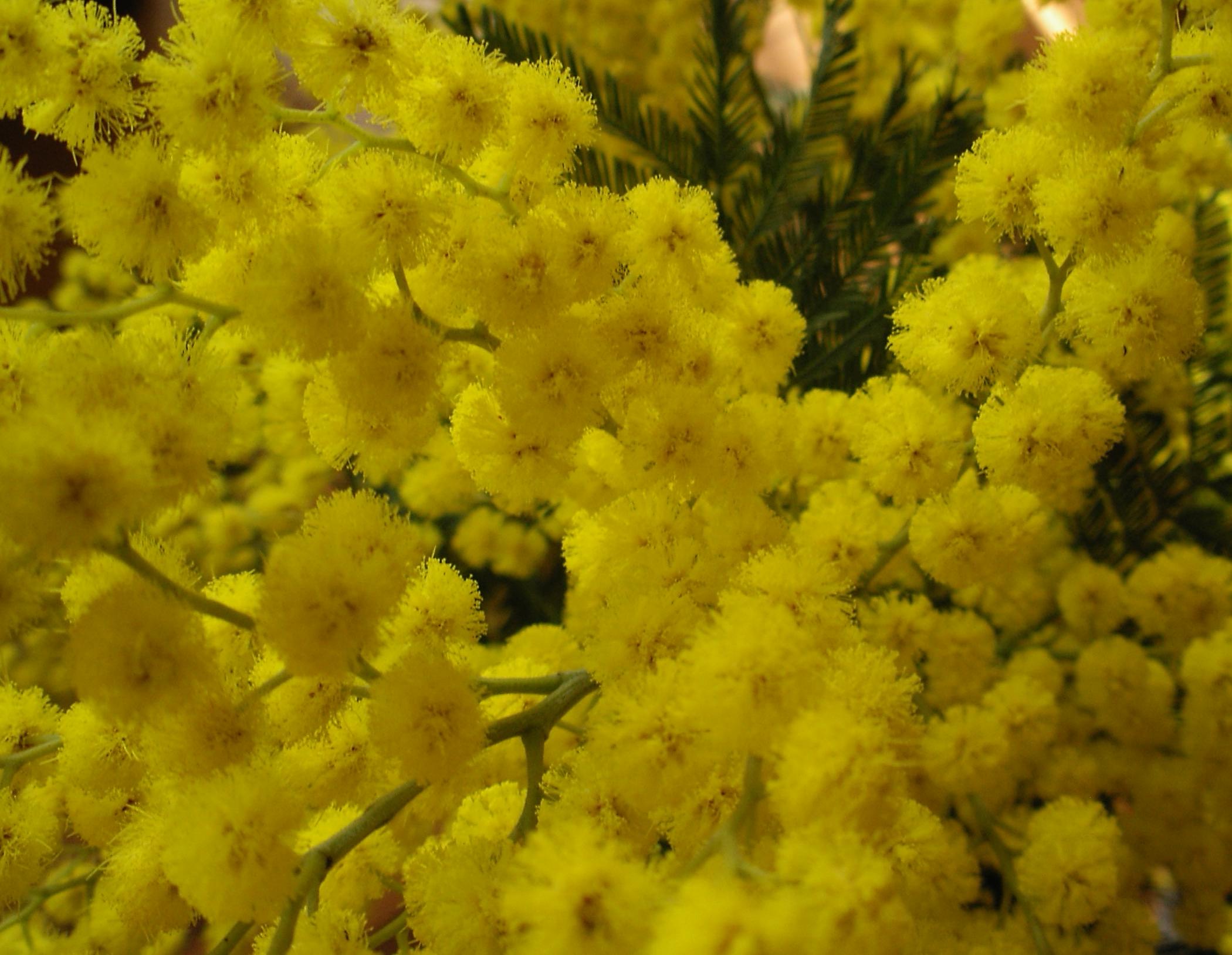 Acacia dealbata / Mimosa