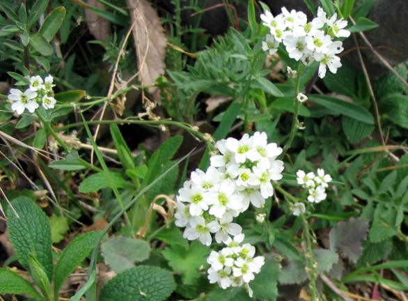 Crucifera bianca - Berteroa cfr. obliqua