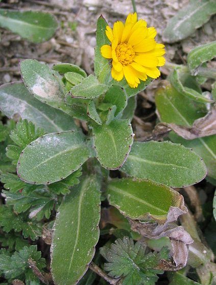 Calendula arvensis