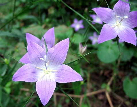 Campanula rapunculus