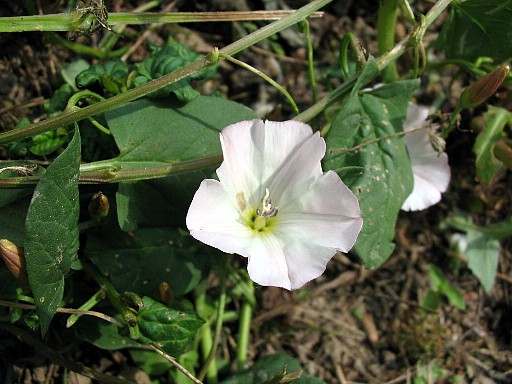 Convolvulus elegantissimus / Vilucchio elegantissimo (quiz)