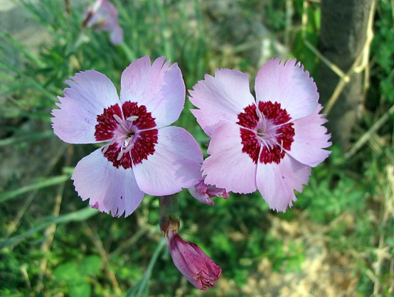dubbio su Dianthus