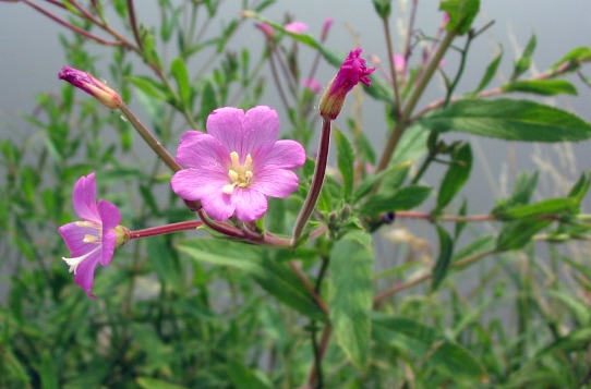 Epilobium hirsutum