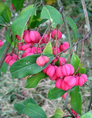 Euonymus europaeus / Fusaria comune, Berretto da prete