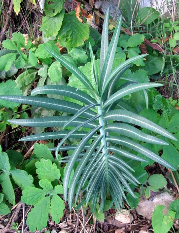 Euphorbia lathyris / Euforbia catapuzia