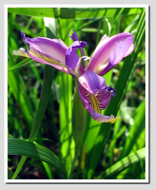 Iris graminea / Giaggiolo susino, G. susinario