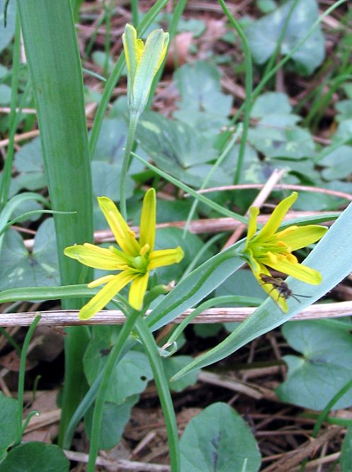 Gagea sp ...(giuro questa  l''ultima!)