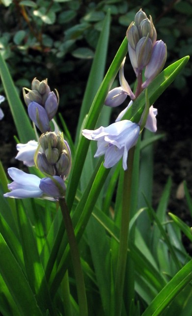 Hyacinthoides non-scripta