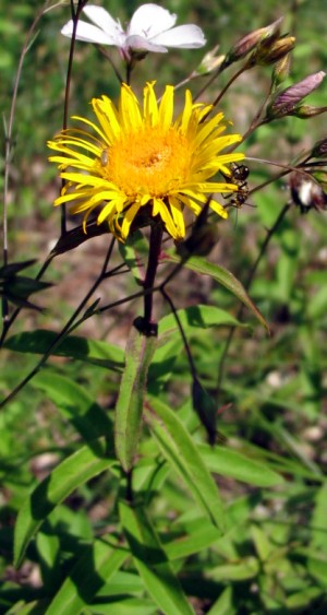 inula 4