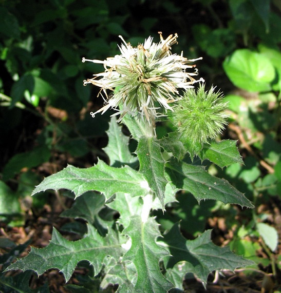 Echinops sphaerocephalus / Cardo pallottola maggiore