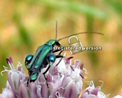 Oedemera nobilis