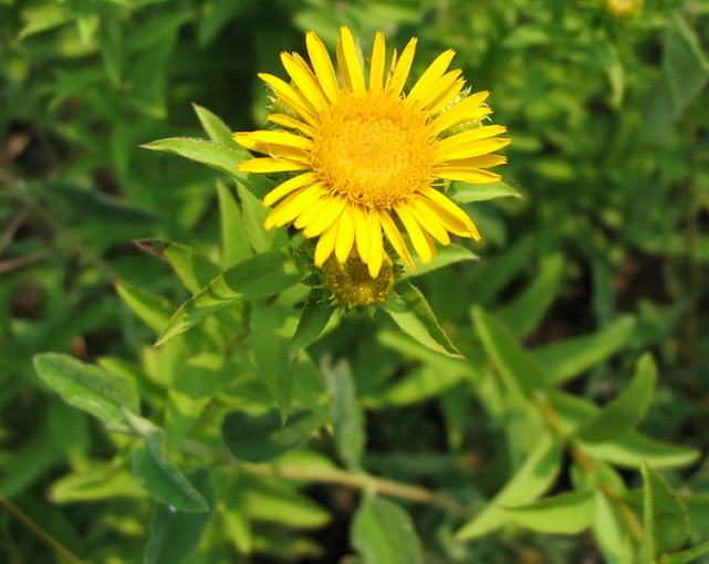 inula 4