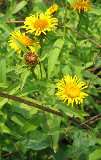 inula 4