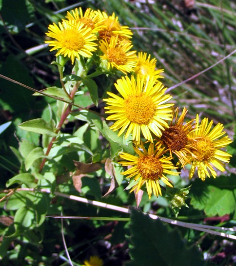 inula 4