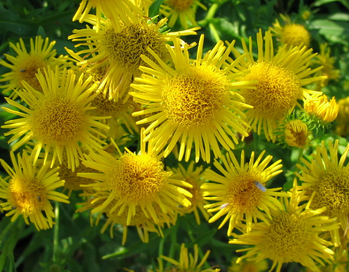 inula 3