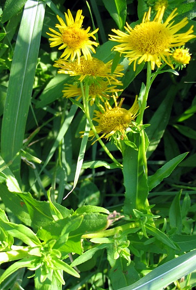 inula 3