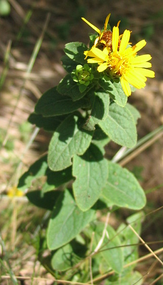 inula 6 - Inula cfr. hirta