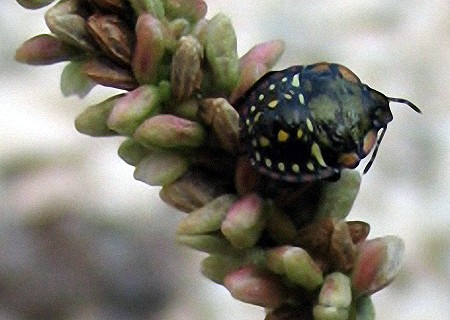 Nezara viridula