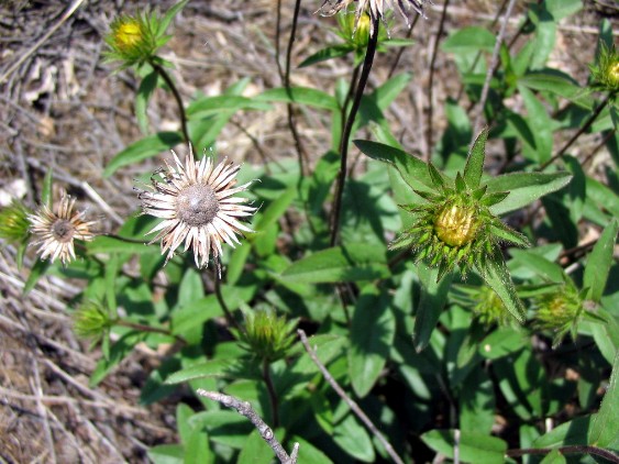 Inula hirta