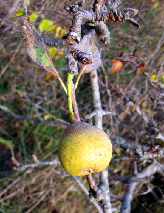 Pyrus communis/ Pero comune