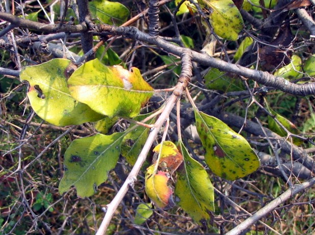 Pyrus communis/ Pero comune