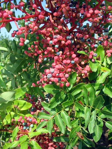Pistacia lentiscus / Lentisco