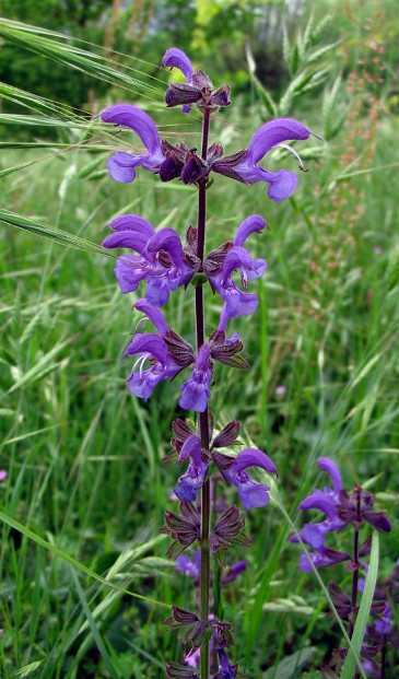 Salvia pratensis / Salvia comune