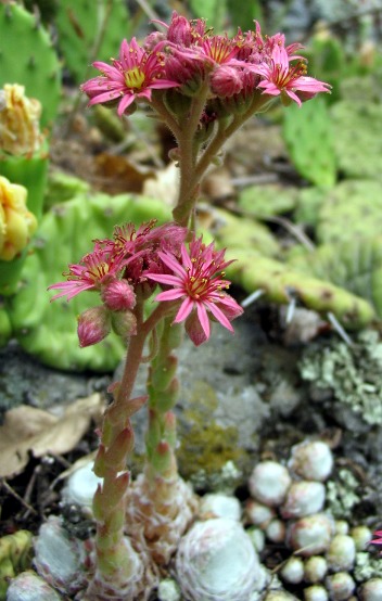 Sempervivum arachnoideum / Semprevivo ragnateloso