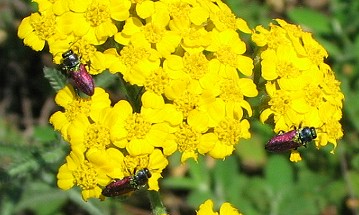 Anthaxia passerini