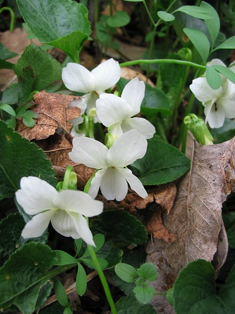 Viola alba