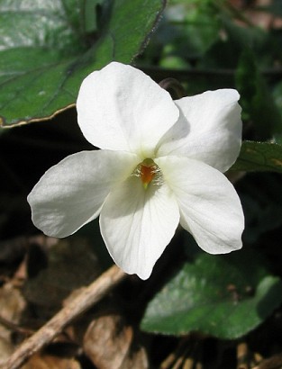 Viola alba  / Viola bianca
