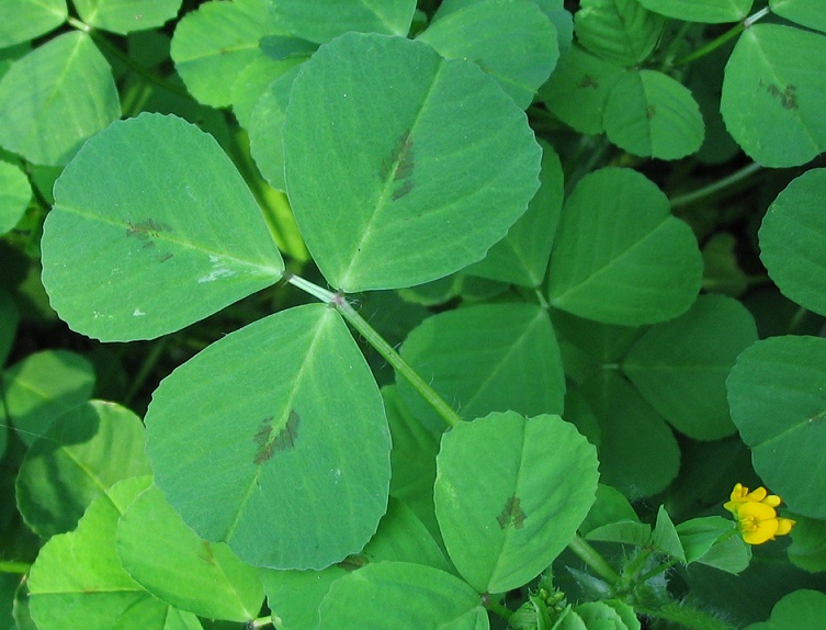 Medicago arabica
