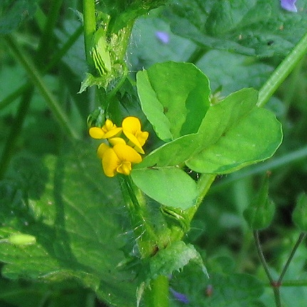 Medicago arabica