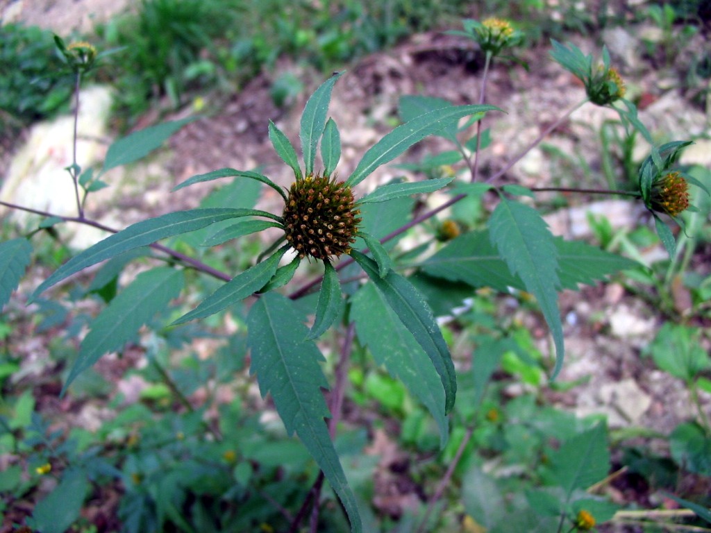 Bidens frondosus / Forbicina peduncolata