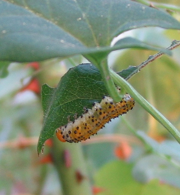 bruco mangia-rose - Arge ochropus  (Hym. Argidae)