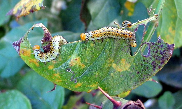 bruco mangia-rose - Arge ochropus  (Hym. Argidae)