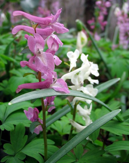 Corydalis spp.