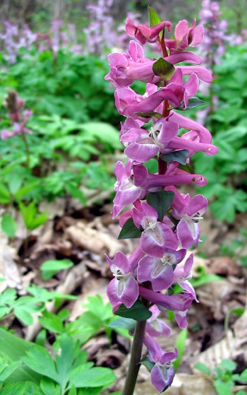 Corydalis spp.