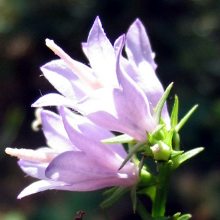 Campanula bononiensis