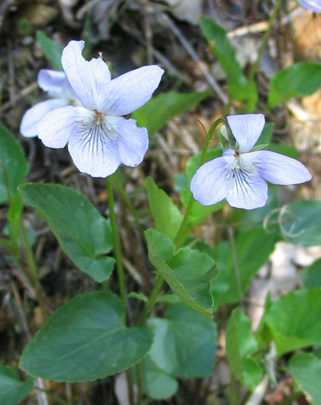 Viola canina / Viola selvatica