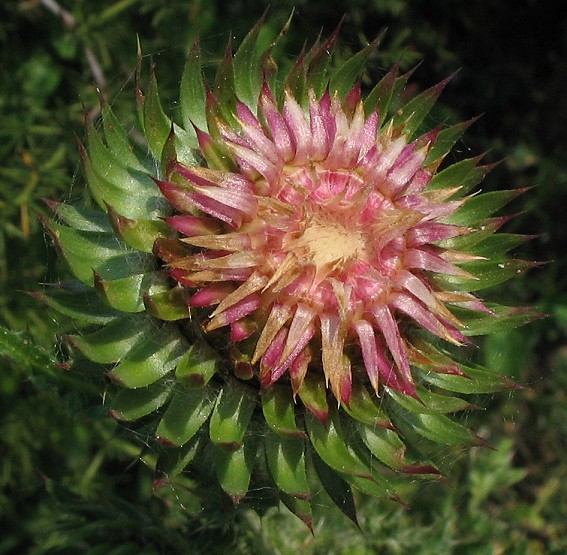 Carduus nutans
