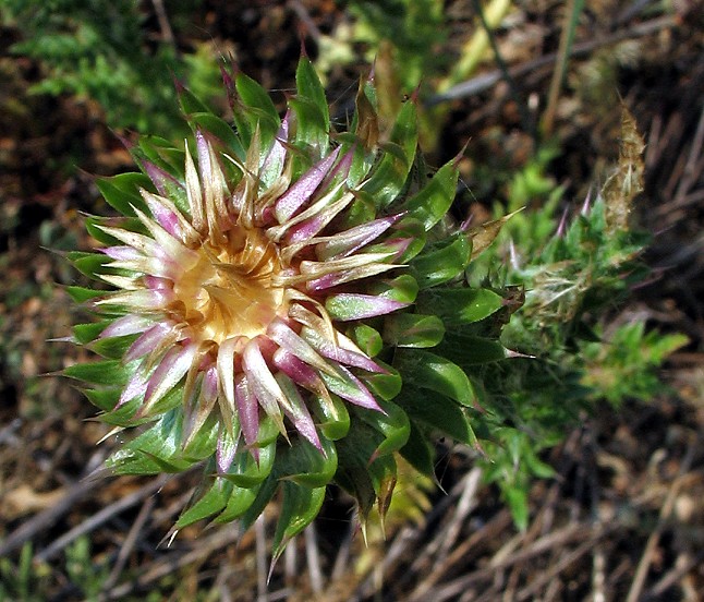 Carduus nutans