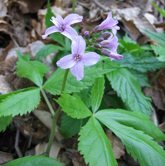 Cardamine pentaphyllos / Dentaria a cinque foglie