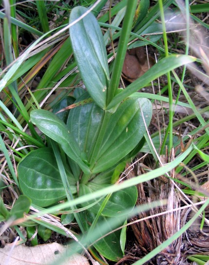 PIANTINA FIORELLINI ROSA Centaurium erythraea