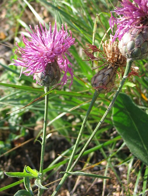 Centaurea scabiosa / Fiordaliso vedovino