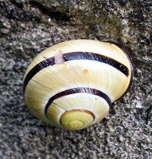 Cepaea nemoralis