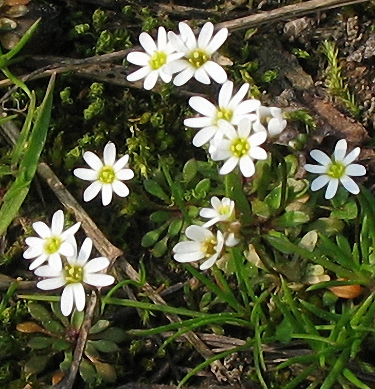 Erophila verna / Draba primaverile