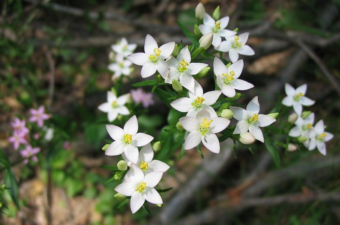 PIANTINA FIORELLINI ROSA Centaurium erythraea