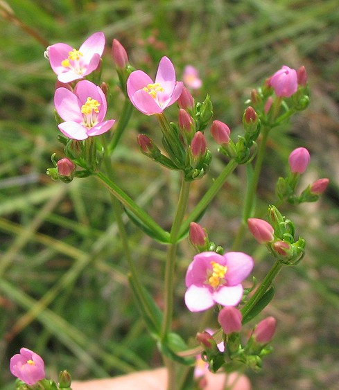 PIANTINA FIORELLINI ROSA Centaurium erythraea