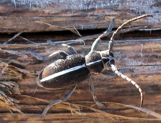 Dorcadion arenarium subcarinatum negli Euganei